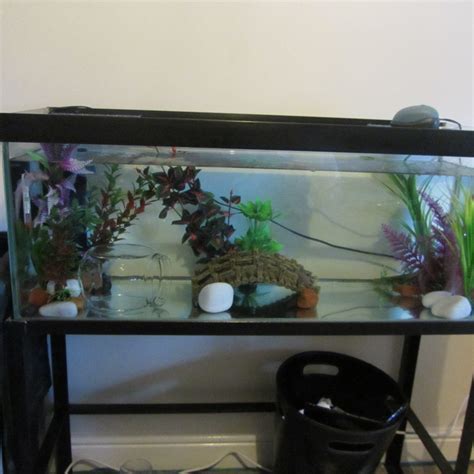 Question: - Axolotl tank size | Caudata.org: Newts and Salamanders Portal