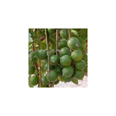 Macadamia nut tree seeds for sale