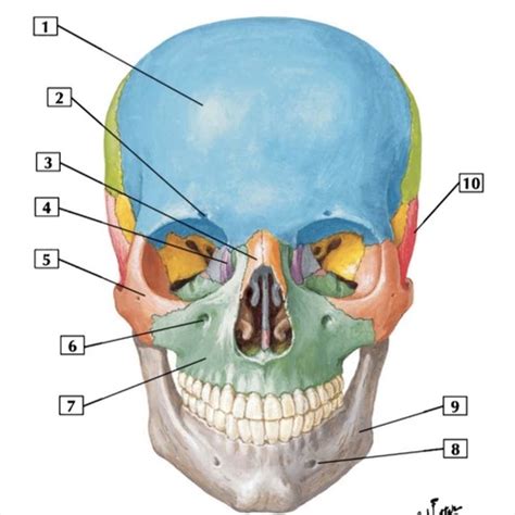 Cabeza Y Cuello Oseo NFC Flashcards Quizlet