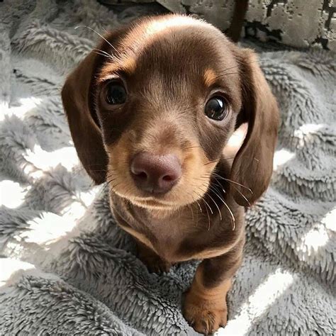 Meet Milo The Mini Dachshund 🐶 Rdachshunds