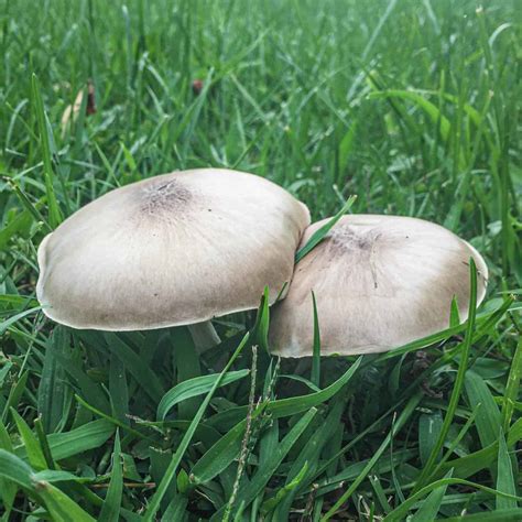 Deer Mushrooms Pluteus Cervinus And Pestatus