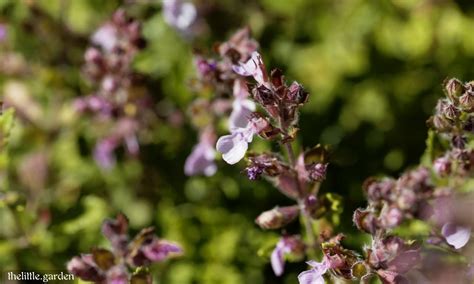 28 of the Best Evergreen Ground Cover for Shade and Full Sun: Year-Round Beauty - The Little Garden