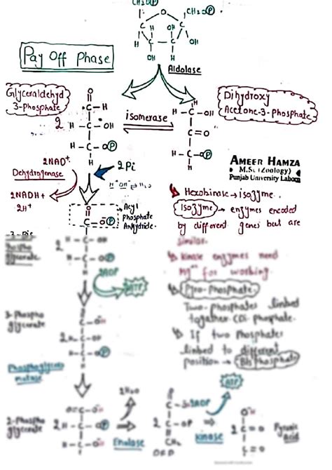 Solution Biochemistry Alcoholic Fermentation Lactic Acid Fermentation