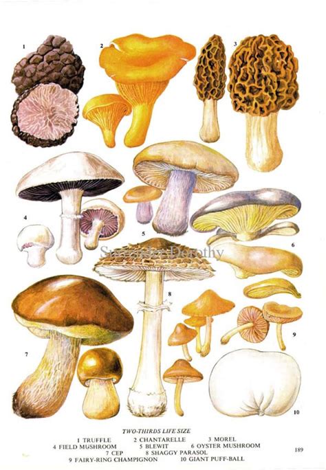 Edible Mushrooms Wild Vegetable Food Chart Botanical | Etsy