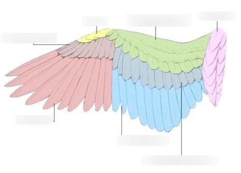 parts   wing diagram quizlet