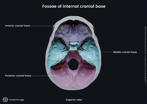 Anterior cranial fossa | Encyclopedia | Anatomy.app | Learn anatomy ...