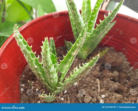 Aloe Juvenna Suculento En Maceta Imagen De Archivo Imagen De Fresco