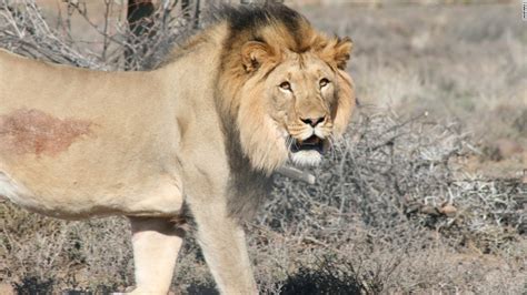 South Africa escaped lion: Online campaign mounted to save lion - CNN