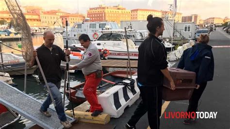 Livorno Salvato Un Istrice Alla Diga Della Vegliaia Video