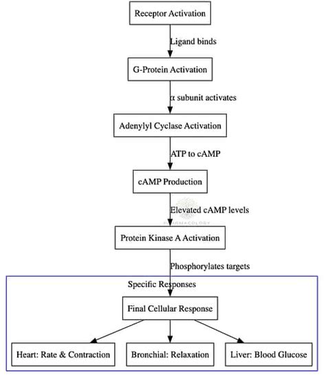 Beta Receptors: A Complete Overview | Pharmacology Mentor