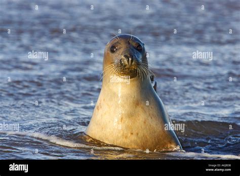 Grey Seal Halichoerus Grypus With Head Out Of Water Looking Alert Donna