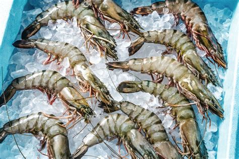 Raw Black Tiger Prawns Delivery Sydney Manettas Seafood