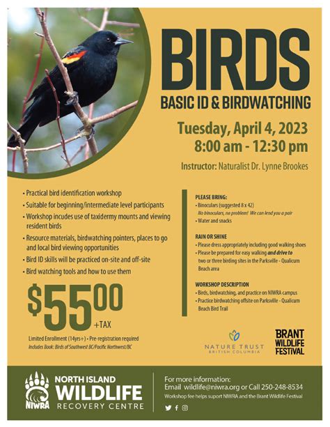 Basic Bird Id And Birdwatching Brant Wildlife Festival