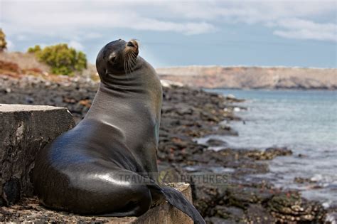 travel4pictures | Galapagos Sea Lion