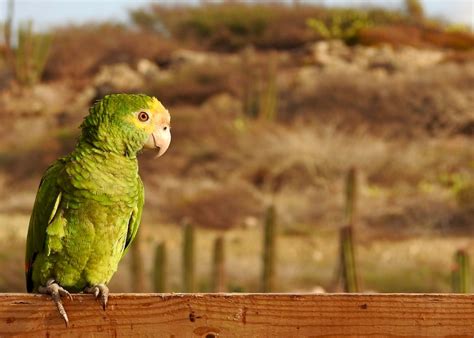 How Aruba's National Park Is Saving A Locally Extinct Parrot