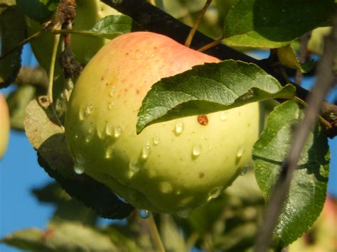 Free Images Apple Tree Nature Branch Fruit Leaf Flower Food