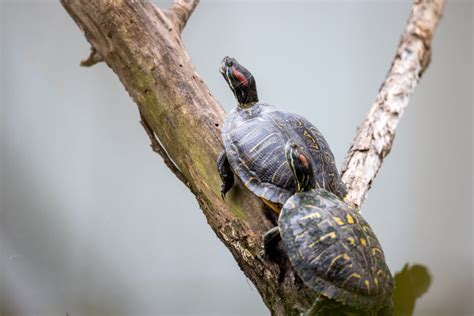 La Vida De Tu Tortuga De Agua Guía Definitiva Para Propietarios