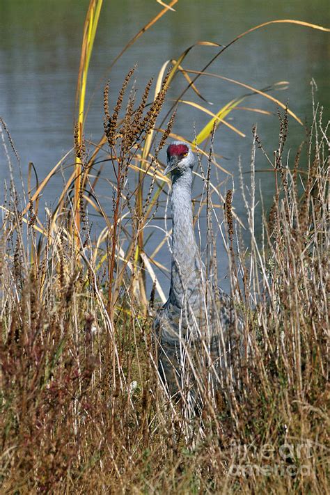 Sandhill Crane In The Grass Photograph By Sharon Talson Fine Art America