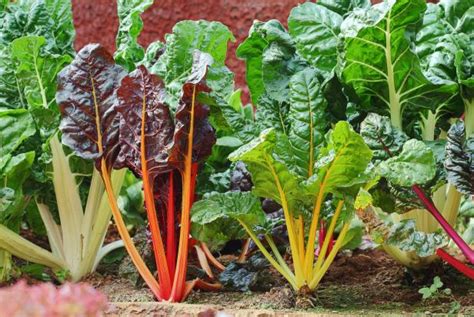 9 Fall and Winter Greens to Grow Other Than Kale | HGTV