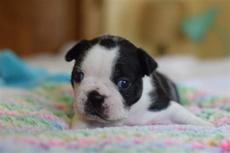 English Boston-Bulldog (English Bulldog & Boston Terrier Mix): Info ...