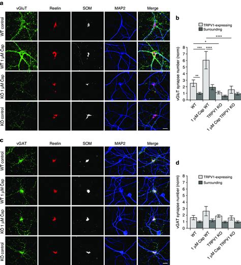 Trpv Promotes Excitatory Innervation Of Olm Neurons A Quadruple