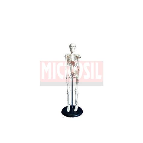 human skeleton model microsilindia