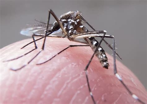 Veja Os Repelentes Mais Indicados Contra O Mosquito Aedes Aegypti