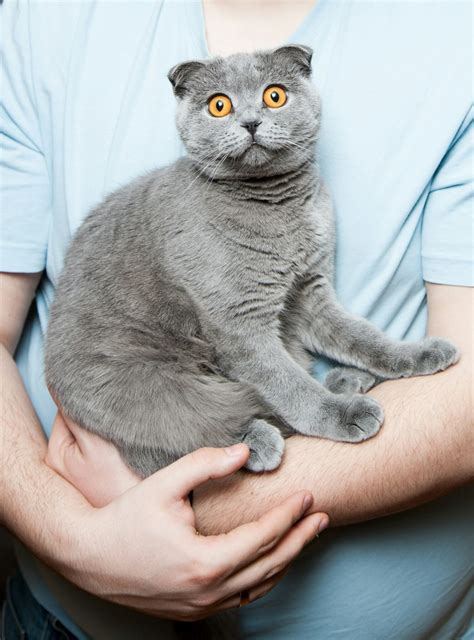 signs of rabies on cats 5