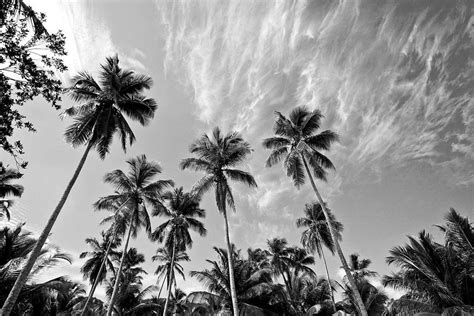 Black and White Palm Tree Wallpapers - Top Free Black and White Palm ...