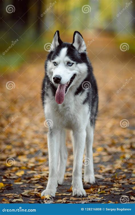 Ritratto Del Husky Siberiano Fotografia Stock Immagine Di Attento