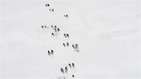 Animal Tracks A Complete Guide Outdoor Life