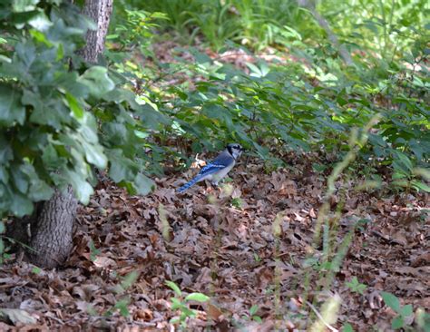 Free photo: Blue Jay - Bird, Blue, Bluejay - Free Download - Jooinn