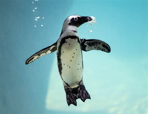 Cute African Penguin