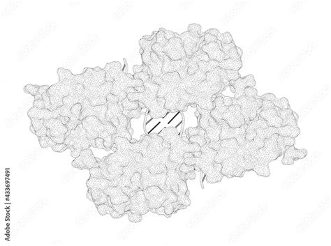 Ilustracja Stock 3d Rendering As A Line Drawing Of A Molecule Crystal Structure Of The P53