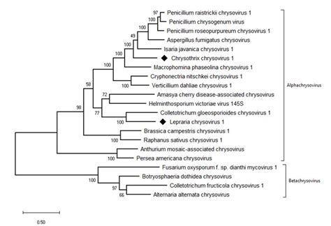 Phylogenetic Maximum Likelihood Tree Computed On Rdrp Amino Acid