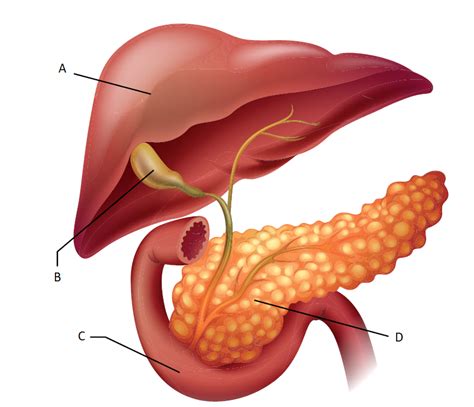 Avalie A Imagem A Seguir Figura Fonte Barbosa C P Anatomia