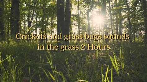 2 Hours Of Peaceful Crickets And Grass Bugs Sounds In The Grass Sleep