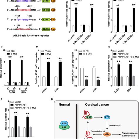 Arap As Is Transcriptionally Upregulated By Cmyc In Cc Cells A The