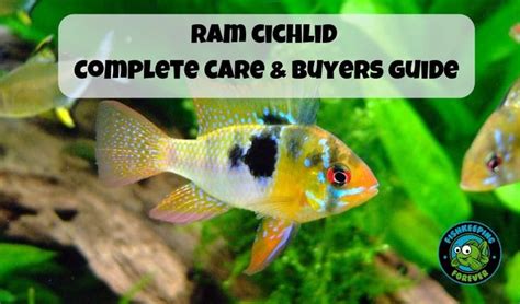 Ram Cichlid Care Guide Cichlids Cichlid Fish Freshwater Fish