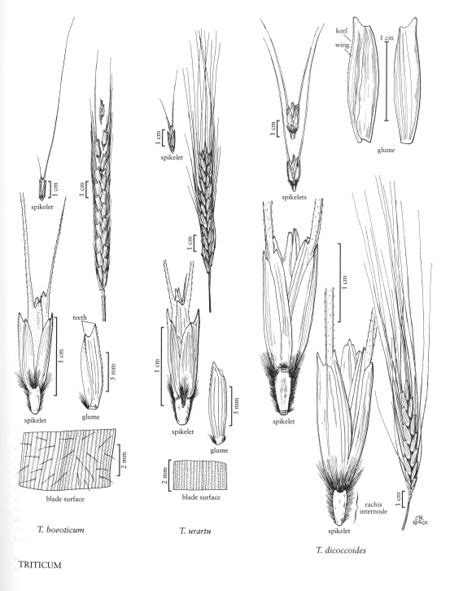 Triticum Boeoticum Fna