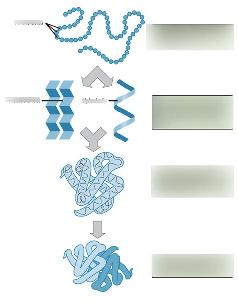 Protein structure levels Diagram | Quizlet