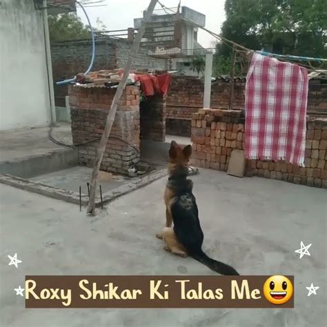 Roxy Shikar Ki Talas Me Shikar Shorts Viral Trending Youtube