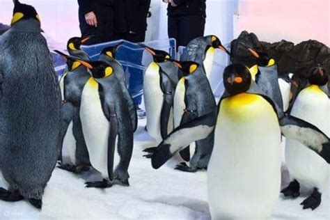 Sea Life Melbourne Aquarium Penguin Passport Klook Singapore