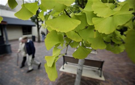 Smell Has Some Cities Ripping Out Ginkgo Trees Cbs News