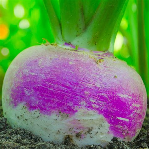 50 Milan Purple Turnip Seeds Welldales