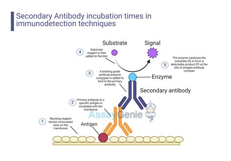 The Strategic Role of Secondary Antibody Incubation Times in Immunodetection Techniques - Assay ...