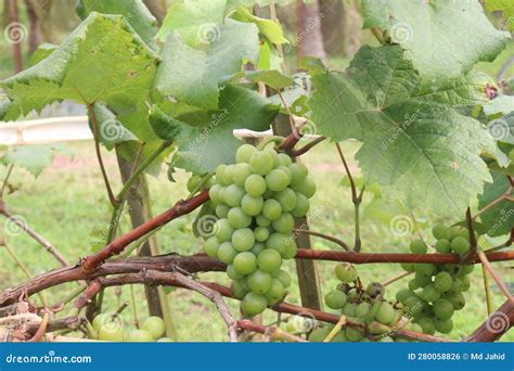 Grape on Tree in Farm for Harvest Stock Photo - Image of bunch, banana ...