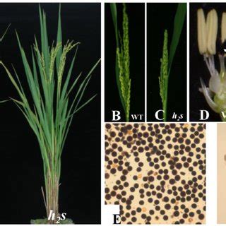 Phenotypic Comparison Of Wild Type Wt And H S Comparison Between Wt