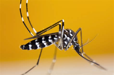 La zanzara tigre (Aedes albopictus)