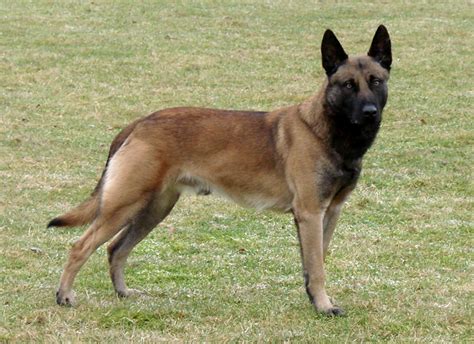 Belgian Malinois Protection Dogs | Belgian Malinois Trained Dogs ...